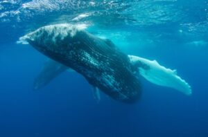 blue whale is the largest animal