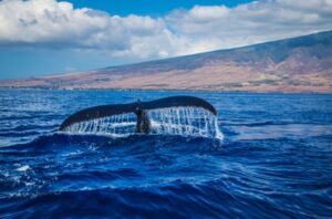 blue whale is the largest animal