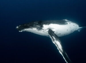 blue whale is the largest animal