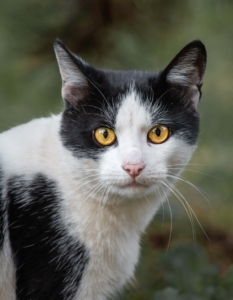 Cuánto tiempo vive un gato