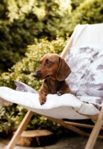 Dachshund