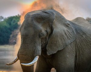 Elefante Africano