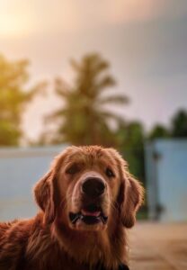 La esperanza promedio de los perros