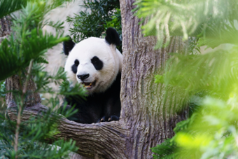 Panda Gigante