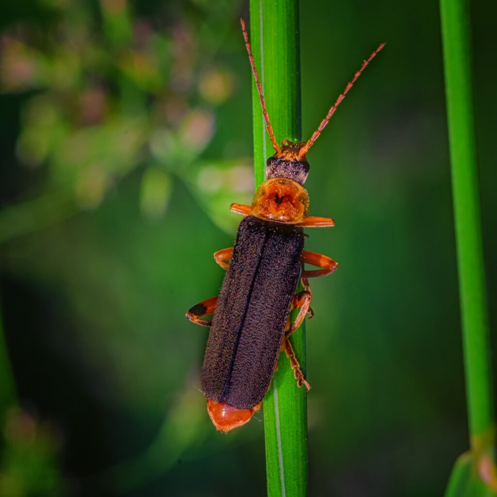 animales invertebrados 