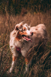 Cuidados para maximizar su longevidad, y aumentar el tiempo que vive un perro.