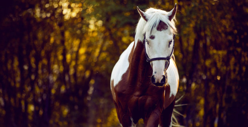 chevaux