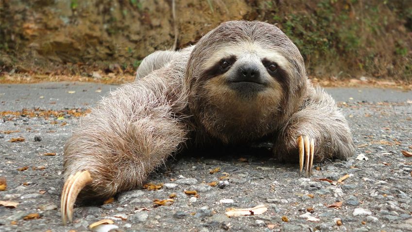 Sloths