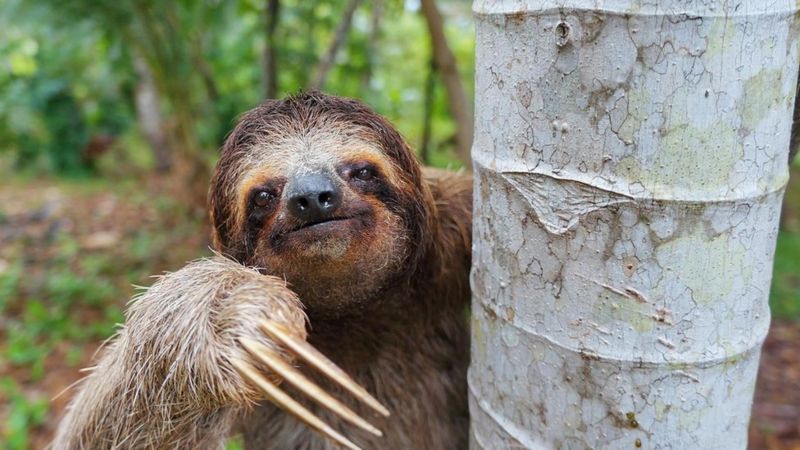 Sloths