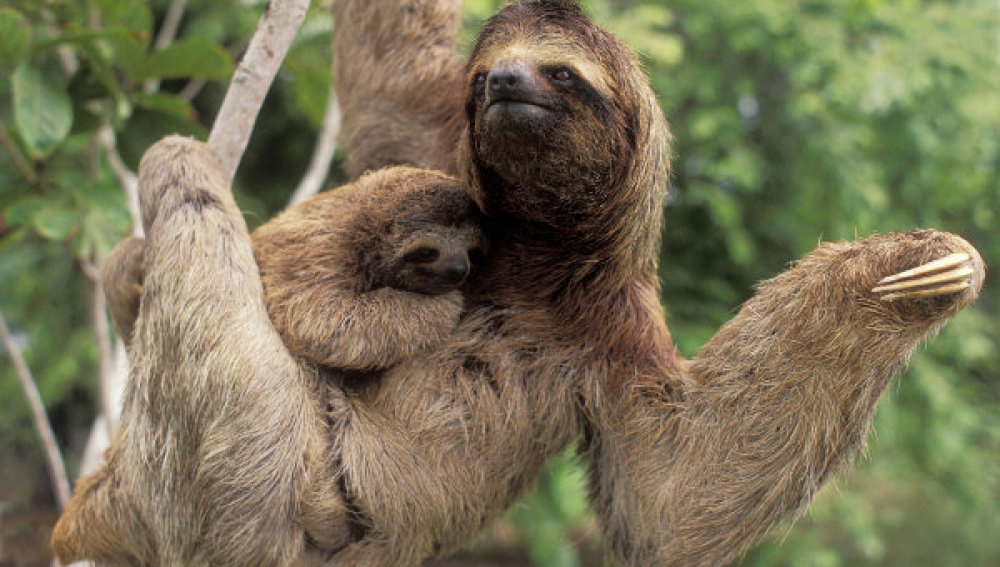 Sloths