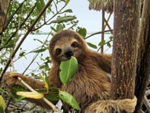 Sloths: Curiosities and Adaptations of a Fascinating Species