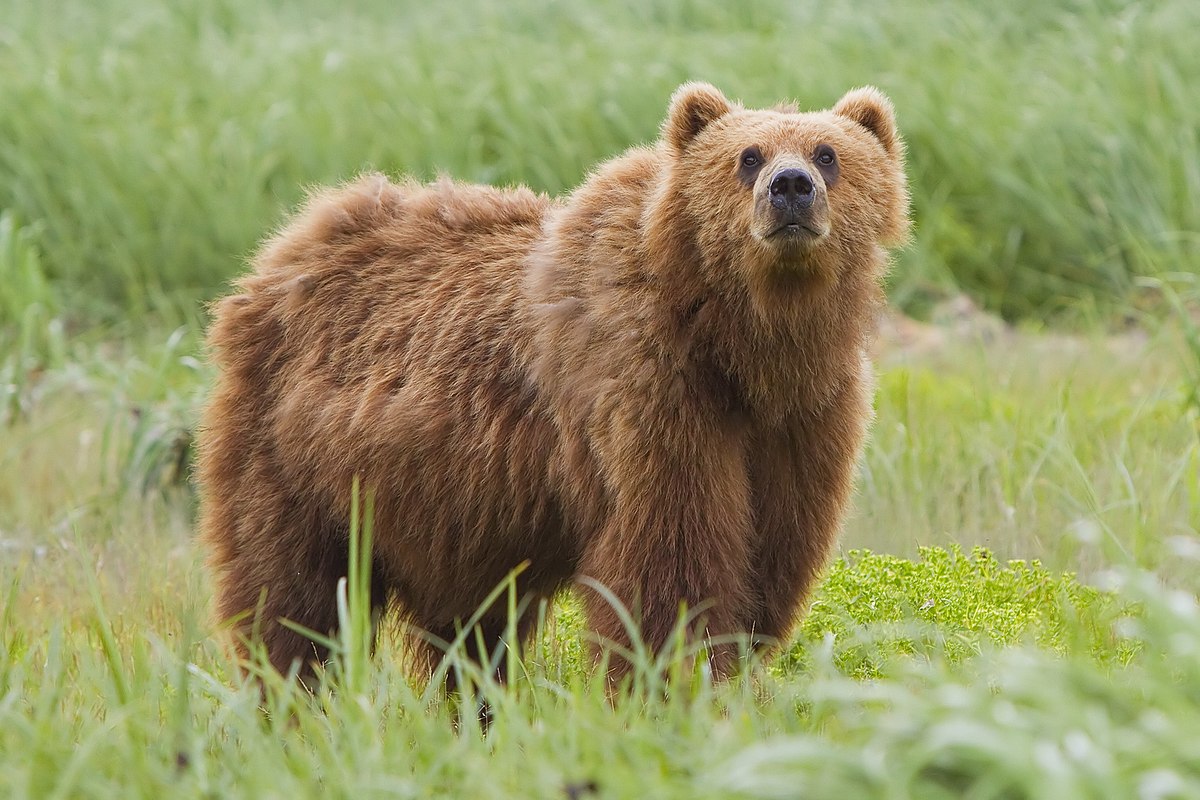 ours Kodiak