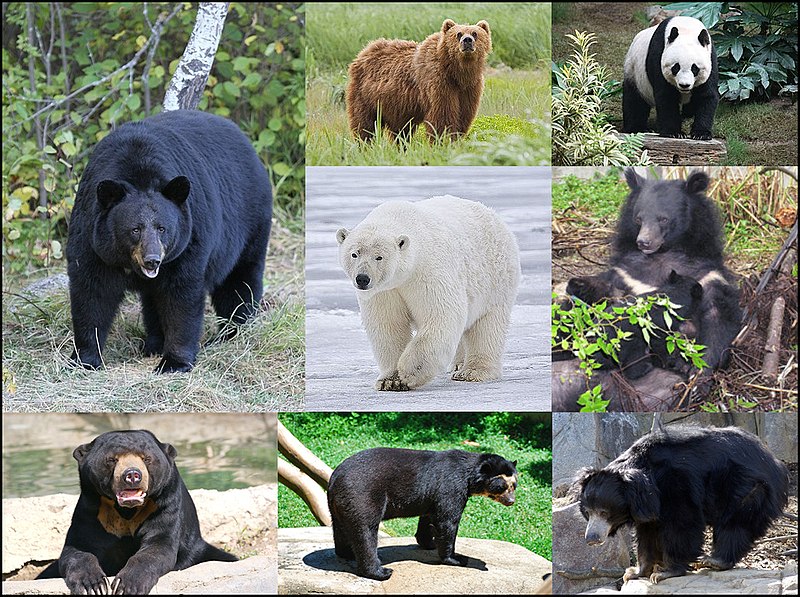 Bear Breeds