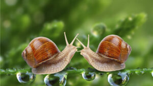 Snails and Their Surprising Features