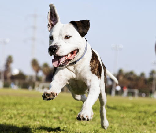 cuidado de perros