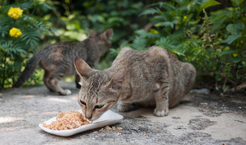 que comen los gatos