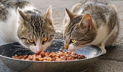 que comen los gatos