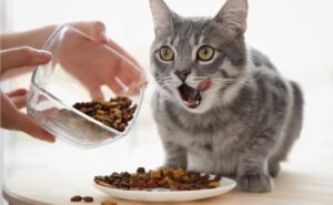 What Cats Eat: A Detailed Look at Their Diet and Food Preferences