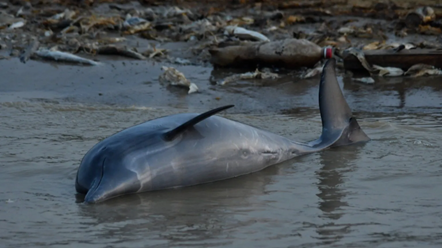 Delfines